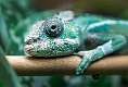 17: 11-19 Repticon Chameleon