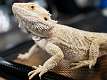 15: 11-19 Repticon Lizard