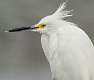 6: 11-24 Snowy Egret Bad Hair Day