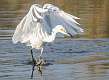 5: 11-25 Snowy Egret On The Move