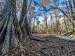 3: 11-29 Cypress Trees In A Dry Swamp