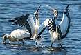 1: 11-29 Woodstork Fight