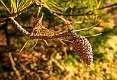 9: 12-16 Isolated Pinecone