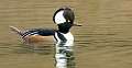 5: 12-23 Mr Hooded Merganser