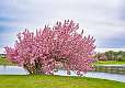 54: 2024-04-21 Blooming Tree On Renaissaqnce Golf Course