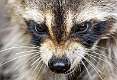 20: 05-14 Raccoon Up Close And Personal