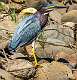 4: 06-04 Green Heron