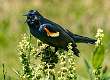 5: 06-04 Red-winged Blackbird