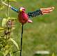 16: 06-14 American Bird