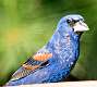 37: 06-27 Blue Grosbeak