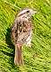 1: 07-01 Grasshopper Sparrow