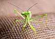 33: 07-20 Miniature Praying Mantis