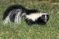 47: 07-30 Striped Skunk