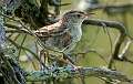 5: 08-14 Marsh Wren