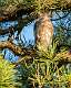 21: 09-15 Sharp-shinned Hawk