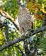 20: 10-13 Backyard Cooper Hawk