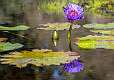 40: 10-24 Water Lily At Brookgreen Gardens