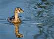 7: 11-17 Pied-billed Grebe