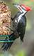 12: 11-20 Pileated Woodpecker