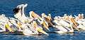 17: 11-21 White Pelicans