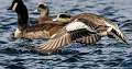 4: 12-01 American Widgeon In Flight