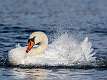 5: 12-01 Mute Swan Bathing