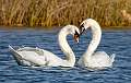 2: 12-01 Mute Swan Lovers