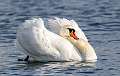 1: 12-01 Mute Swan