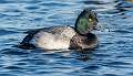 21: Duck - Greater Scaup-1