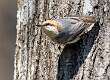 2: 03-01 Brown-headed Nuthatch