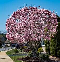 2: 04-01 Tulip Tree