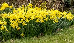 4: 04-02 Daffodil Bunch