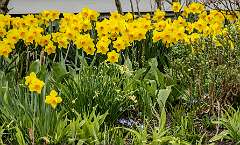 5: 04-02 Daffodil Garden