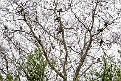 7: 04-03 Vulture Tree In Bloom