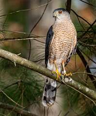 8: 04-04 Cooper Hawk