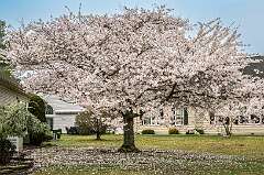 9: 04-05 Blooming Tree On Drayton Road