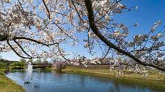 12: 04-09 Clubhousr Pond in Bloom