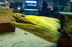 22: 04-12 Moray Eel