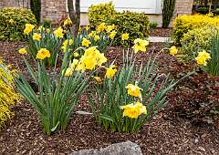 28: 04-15 Rhode Island Daffodils In NJ