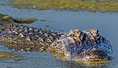 30: 04-17 - Alligator