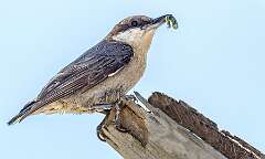 31: 04-17 - Brown Nuthatch With Breakfast