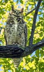 32: 04-17 - Great Horned Owl