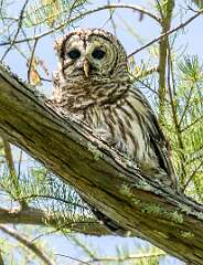37: 04-18 - Barred Owl
