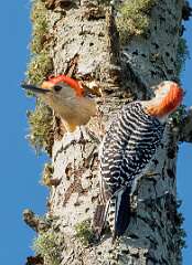 38: 04-18 - Red-bellied Woodpecker Nest