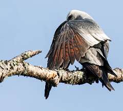 39: 04-19 - Mississippi Kite