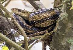 40: 04-19 Yellow Rat Snake