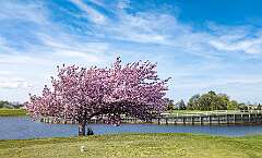 49: 04-25 Flowering Tree On The Golf Course