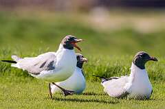 53: 04-27 Laughing Gull