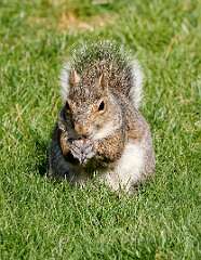 54: 04-30 - Enjoying A Peanut