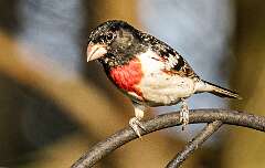 55: 04-30 - Rose-breasted Grosbeak